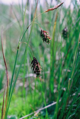 Carex_magellanica-Carlaveyron-27:07:1997:.JPG