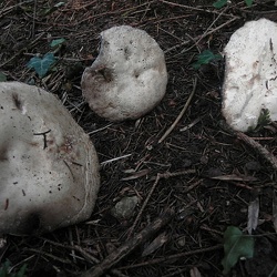 Genre Agaricus