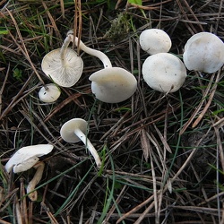 Genre Clitocybe