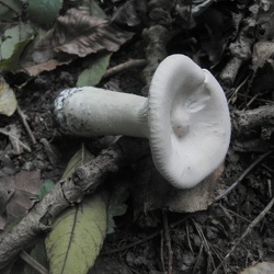 Genre Infundibulicybe