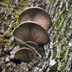 Genre Pleurotus