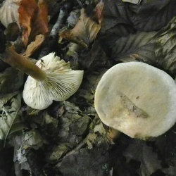 Genre Lactarius