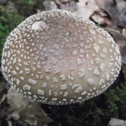 Genre Amanita
