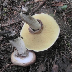 Genre Suillus