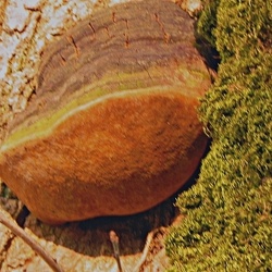 Genre Phellinus