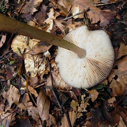 Genre Pluteus