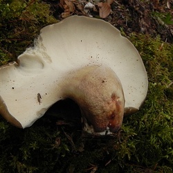 Genre Polyporus