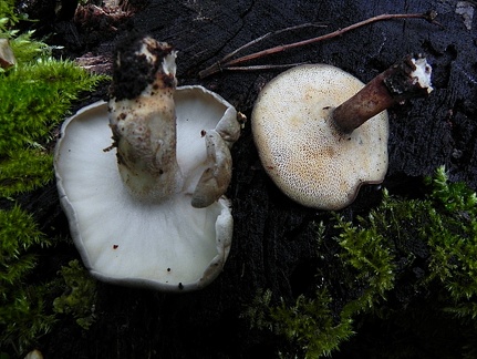 Polyporus ciliatus & brumalis