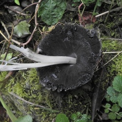 Genre Coprinopsis