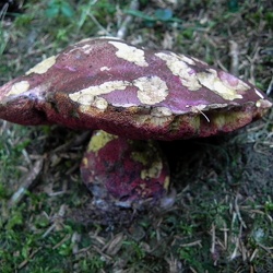 Genre Boletus