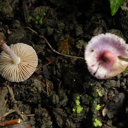 Genre Inocybe