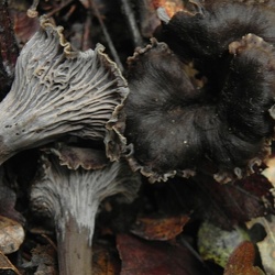Genre Cantharellus