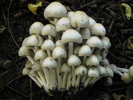 Psathyrella cf. cotonea ?