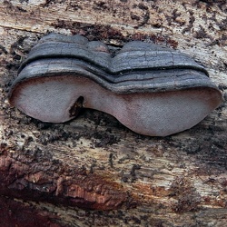 Genre Fomitopsis