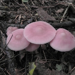 Genre Mycena