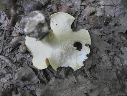 Tricholoma sejunctum
