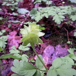Adoxa