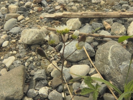 Draba verna1