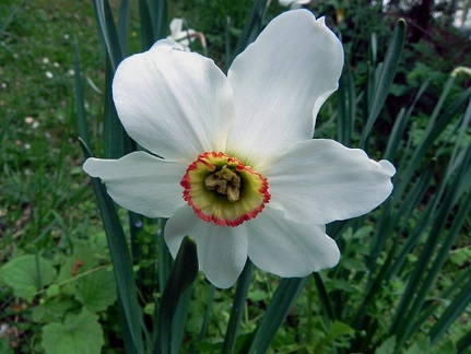 Narcissus poeticus ssp poeticus1