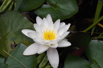 Nymphaea alba1
