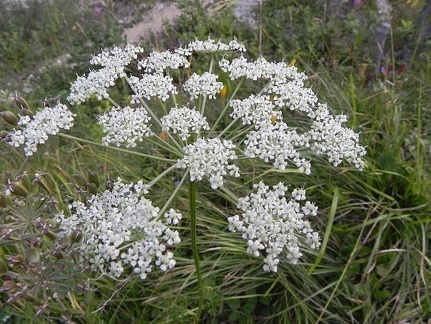 Peucedanum austriacum1
