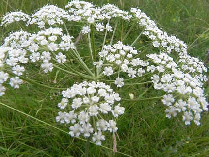 Peucedanum oreoselinum1