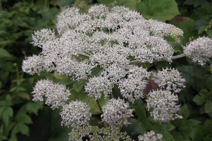 Peucedanum ostruthium1