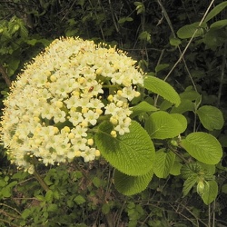 Viburnum (ancien)
