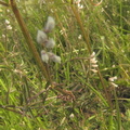 Vicia hirsuta1