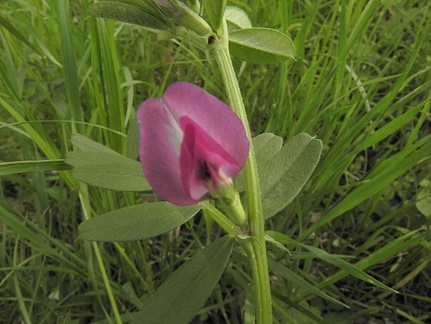 Vicia sativa1