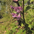 Vicia sepium1