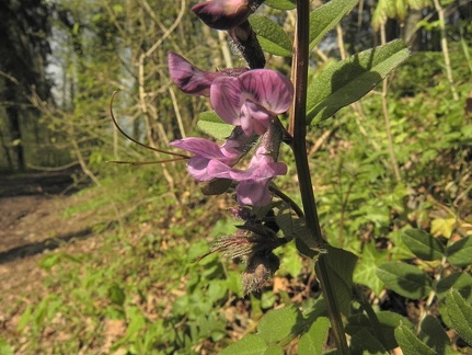Vicia sepium1