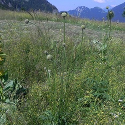Cephalaria (nouveau)