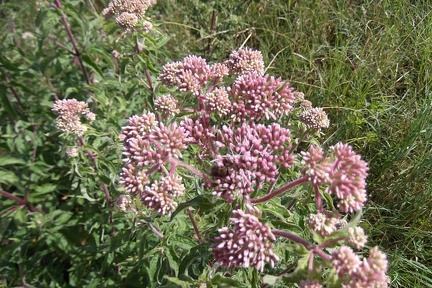 Eupatorium cannabinum2