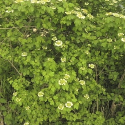 Viburnum (nouveau)