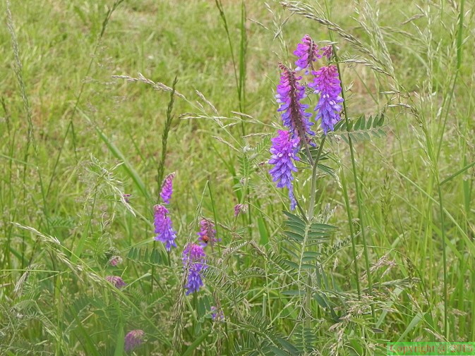 Vicia_cracca2.JPG