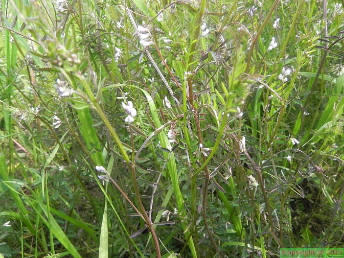 Vicia_hirsuta2.JPG
