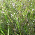 Vicia hirsuta2