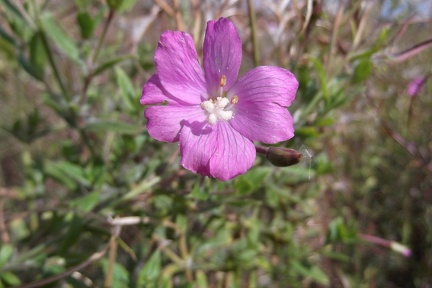 Epilobium hirsutum3