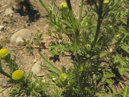 Matricaria discoidea3