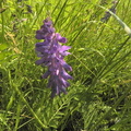Vicia cracca3