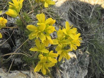 Draba aizoides4