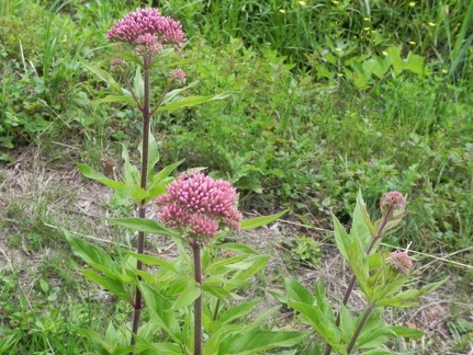 Eupatorium cannabinum4
