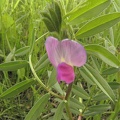 Vicia sativa4