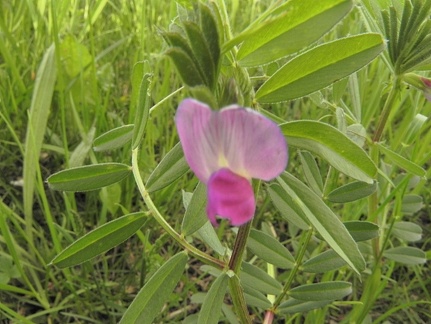 Vicia sativa4