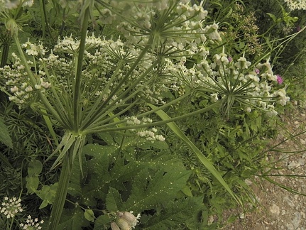 Peucedanum austriacum5