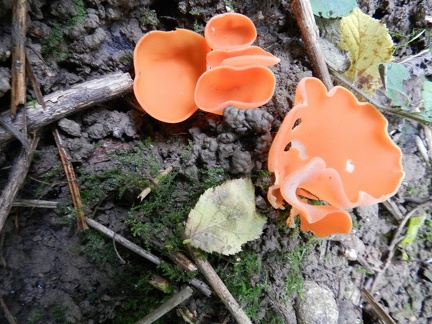  aleuria aurantia
