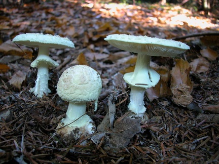 Amanita citrina