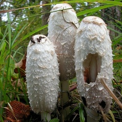 Genre Coprinus