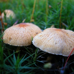 Cystoderma amianthinum